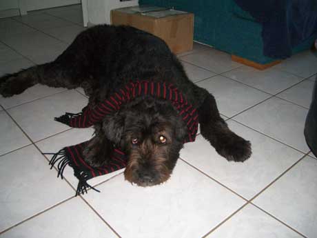 Balou1