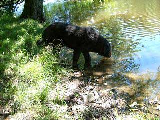 Balou4