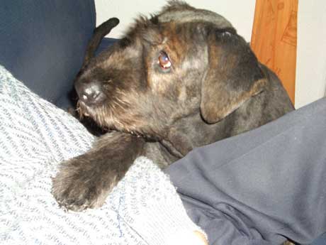 Balou3