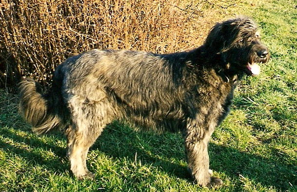Balou