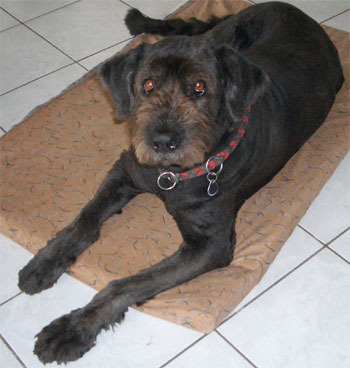 Balou
